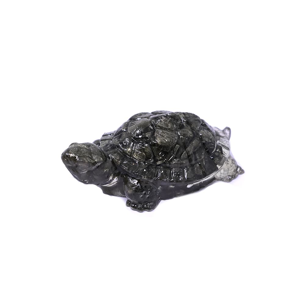 Tortoise